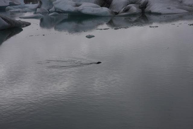 Seals :-)