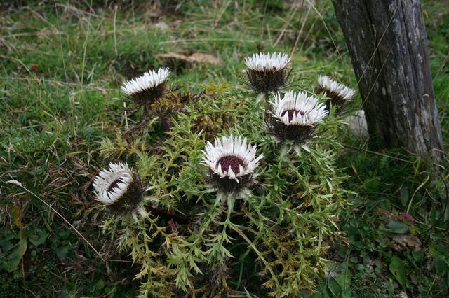 Vel "metalines" gelytes