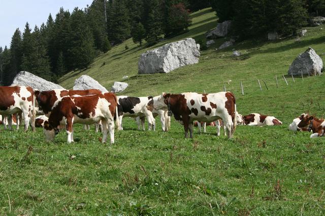 Banda kalnuose