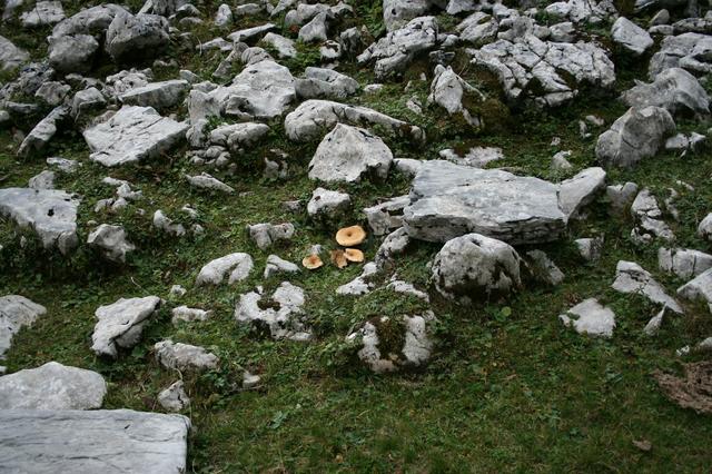 Akmenys ir grybai